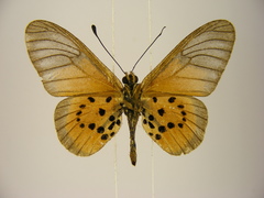 Acraea orestia