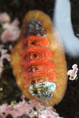 Dendrochiton flectens
