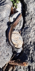Chalcides viridanus