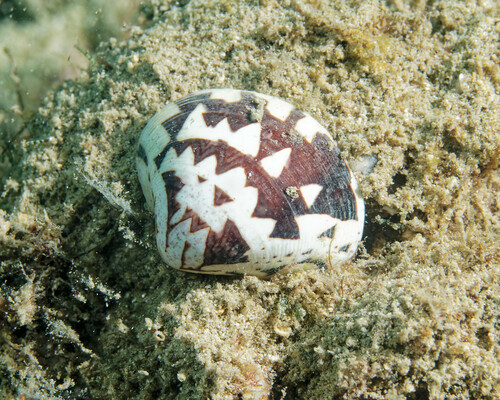 Lioconcha hieroglyphica observed 2024-03-09