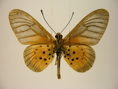 Acraea orestia