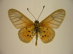 Acraea orestia