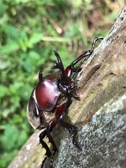 Trypoxylus dichotomus tsunobosonis