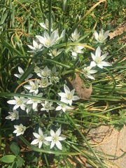 Ornithogalum umbellatum