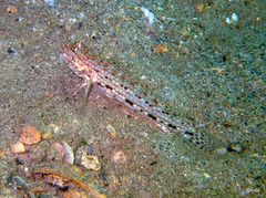 Istigobius decoratus