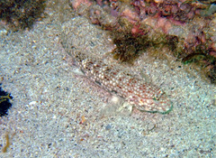 Istigobius decoratus
