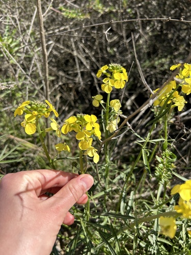 Image of Sand-Loving Wallflower (Erysimum ammophilum) by no rights reserved