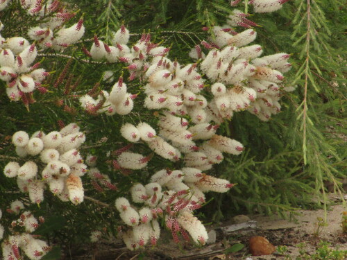 Image of Melaleuca huegelii by (c) A.J. Anderson, some rights reserved (CC BY)