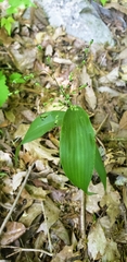 Dichanthelium latifolium
