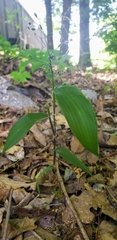 Dichanthelium latifolium