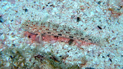 Istigobius decoratus