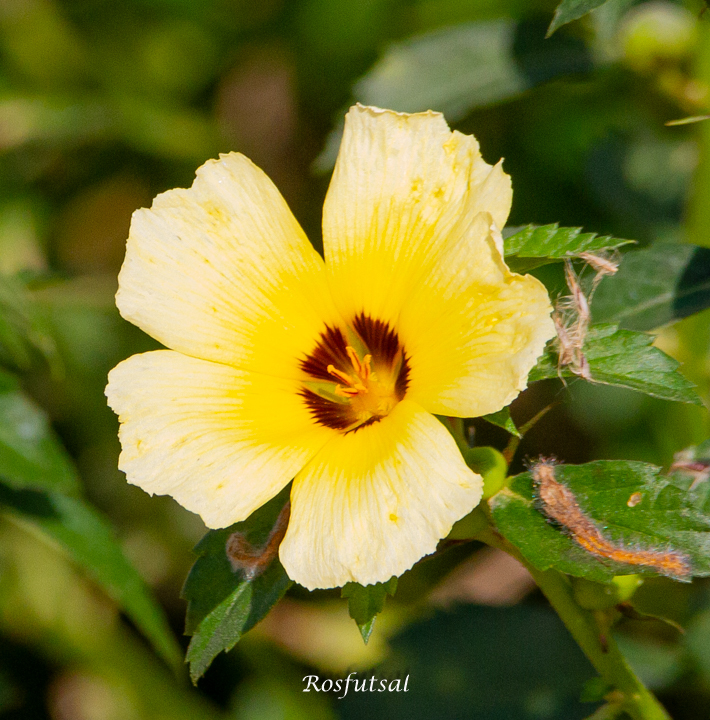 Turnera subulata