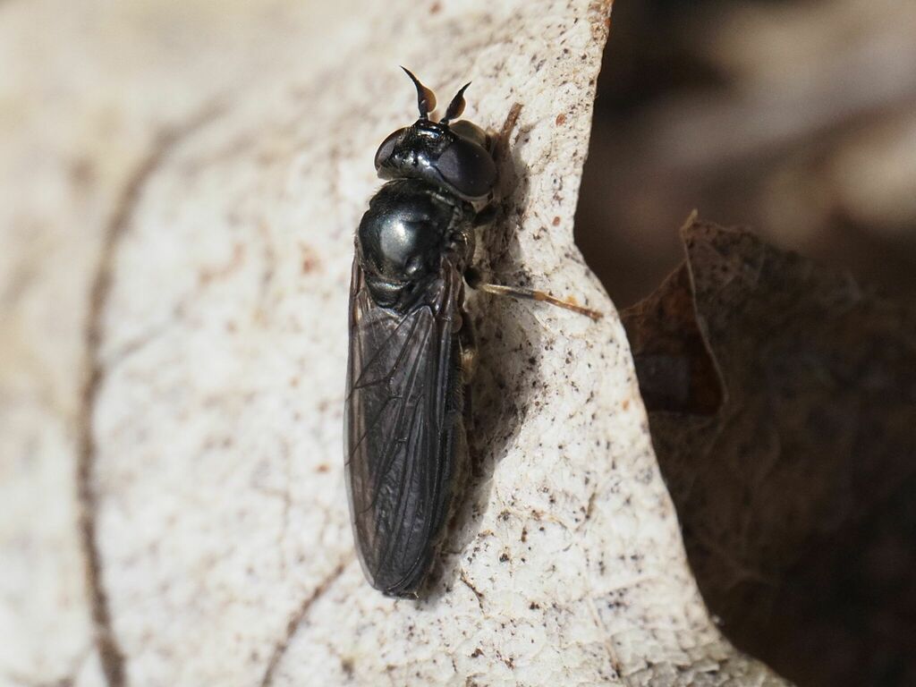 Pseudopelecocera latifrons