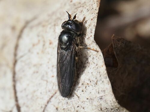 Pseudopelecocera latifrons