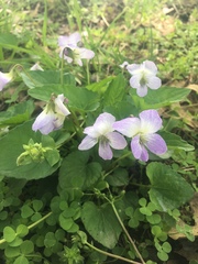 Viola sororia