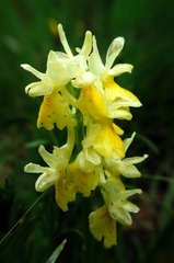 Orchis pauciflora