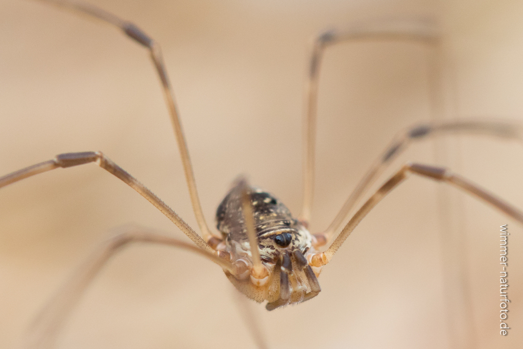 Amilenus aurantiacus