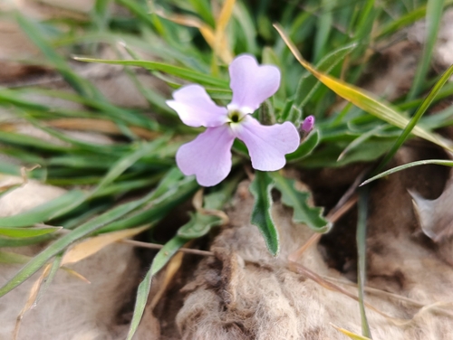 Matthiola lunata (Matthiola lunata)
