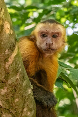 Santa Marta White-Fronted Capuchin photo 2