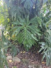 Philodendron radiatum image
