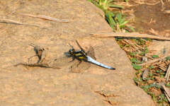 Orthetrum internum