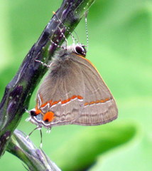 Electrostrymon hugon