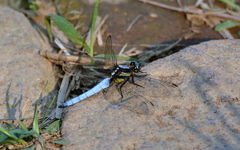Orthetrum internum
