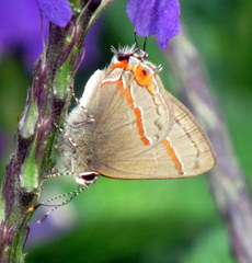 Electrostrymon hugon