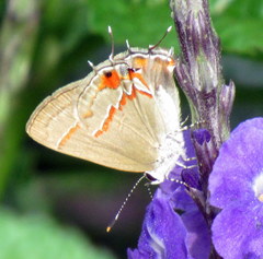 Electrostrymon hugon