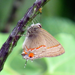 Electrostrymon hugon