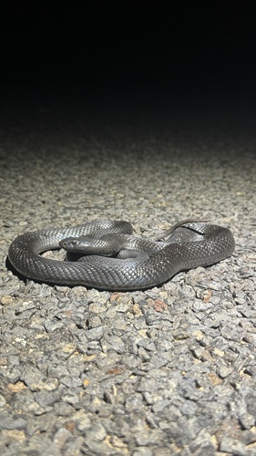 Blue-bellied Black Snake sighting