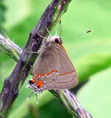 Electrostrymon hugon