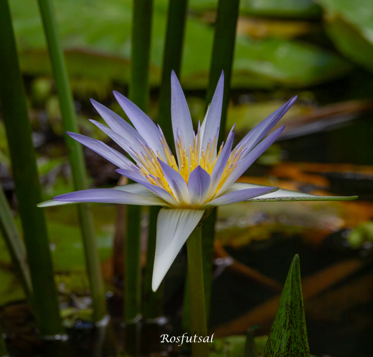 Nymphaea nouchali