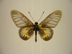 Acraea orestia