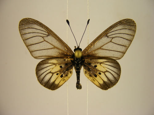 Orestia glassy acraea