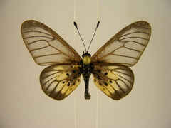 Acraea orestia
