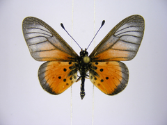 Acraea orestia