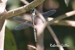 Rhionaeschna planaltica