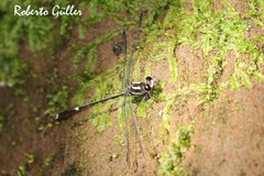 Progomphus phyllochromus