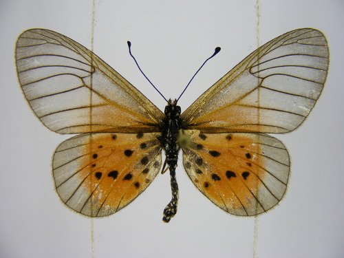 Orestia glassy acraea