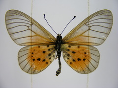 Acraea orestia