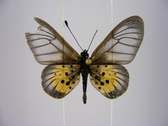 Acraea orestia