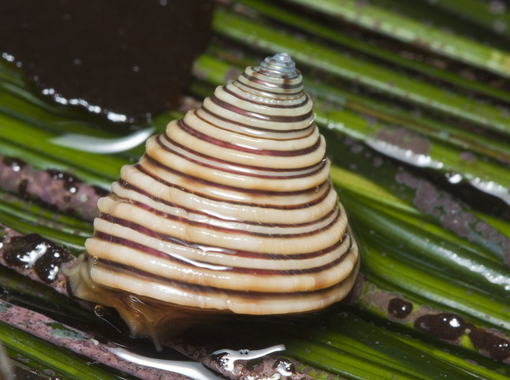 Genus Calliostoma Inaturalist United Kingdom