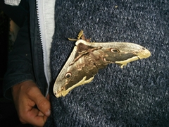 Saturnia pyri