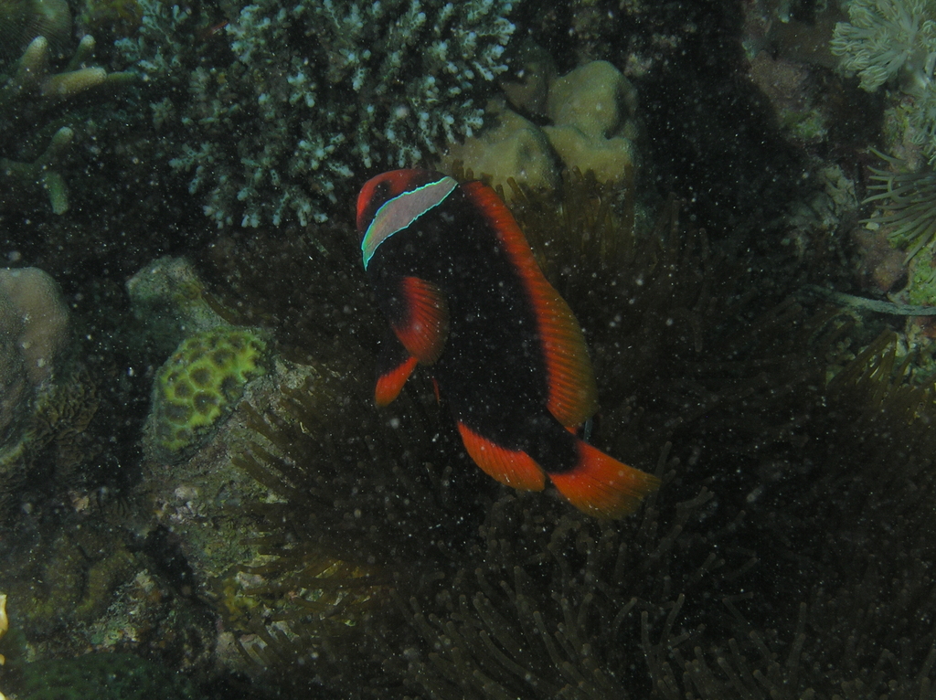 blackback anemonefish