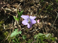 Viola palmata