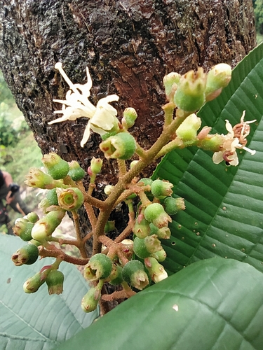 Miconia aureoides