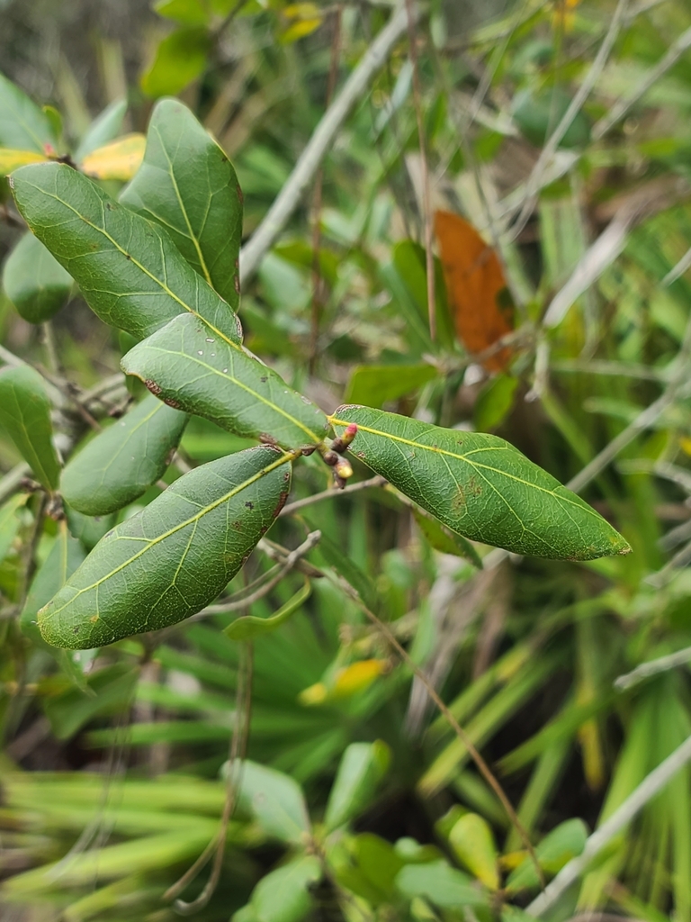 Myrtle Oak from Jeff Friend Trail, Bon Secour National Wildlife Refuge ...