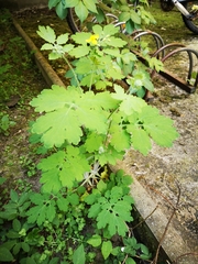 Chelidonium majus