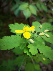 Chelidonium majus